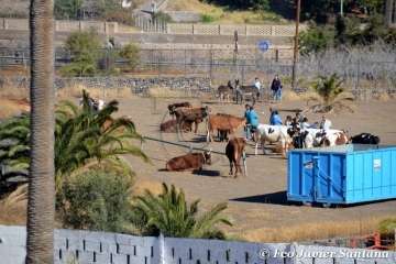 Muestra de ganado de las fiestas del patrono de Telde (Foto  Francisco Javier Santana)